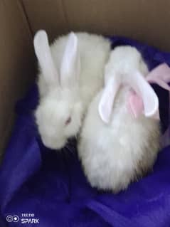 Pair of white rabbits