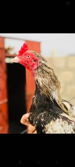 ASEEL MIANWALI BREED