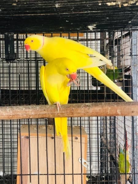 yellow ringneck breeding pair 0