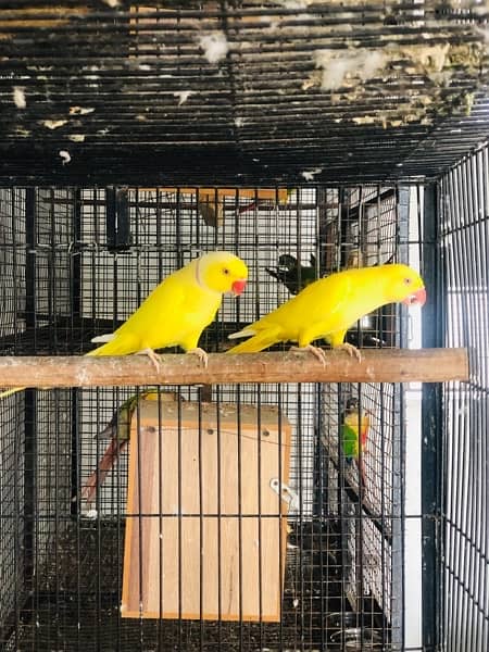 yellow ringneck breeding pair 1