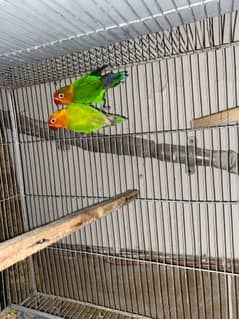 im selling parrots also 2 pairs with cage good talking birds