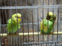 budgie parrot pair URGENT SELL