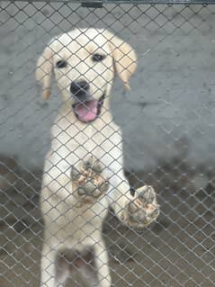 Stunning Golden White Labrador Female Puppy Seeking a Loving Home!