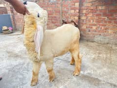 sheep | Goat | chatra | kalja pair | bakra | dumba for sale