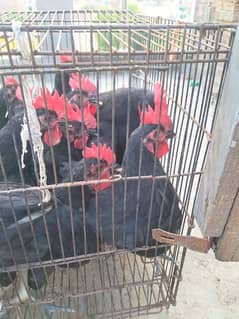 australorp