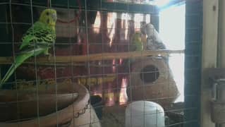 I'M selling my beautifull pair of budgies for a less price