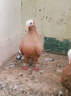 Mukhi Pair-Karachi