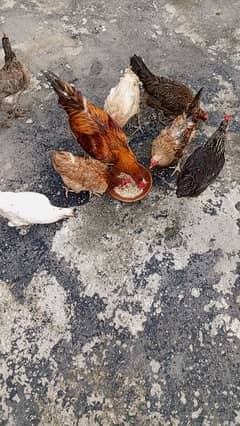 1 Aseel murgha, 6 golden misri murghi, 1 cock 6 hen