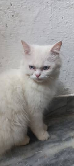 persian cat