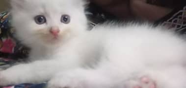 persian kitten with a gift pack