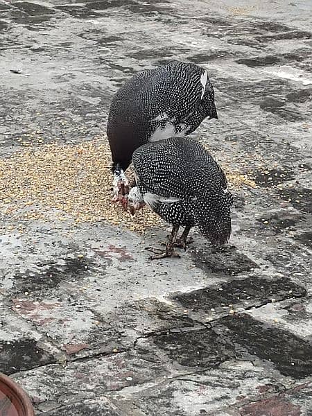 chackor Breading pair 1