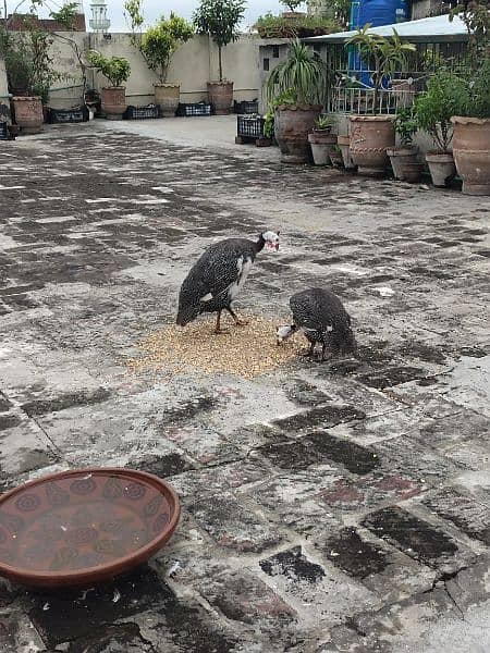 chackor Breading pair 2