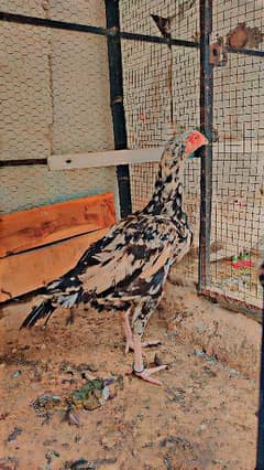 Breeder hens Urgently sale