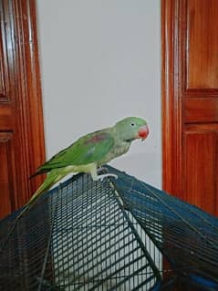 Raw Kashmiri Parrot for sell