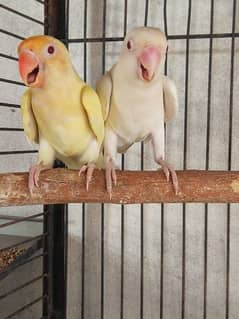 creamino x albino red eye ready to breed 03084003434