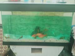 Fish aquarium for urgent sale