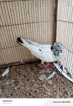 Cocktail pigeons budgies Dove