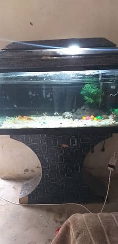 Fish Aquarium