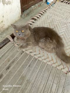 Persian male cat for sale