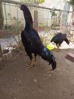 MASHAALLAH BEAUTIFUL LAKHA SHAMO MALE FOR SALE