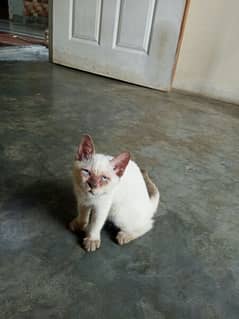 semi female kitten available read description