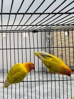 love bird pair latino Hummra cage