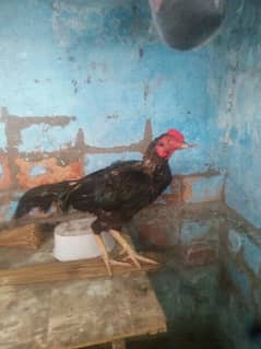 Aseel Hen for Sale!