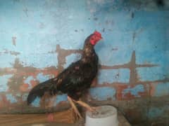 Aseel Hen for Sale!