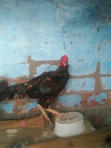 Aseel Hen for Sale! 1