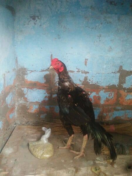 Aseel Hen for Sale! 2