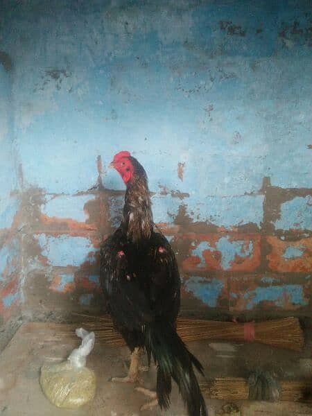 Aseel Hen for Sale! 3