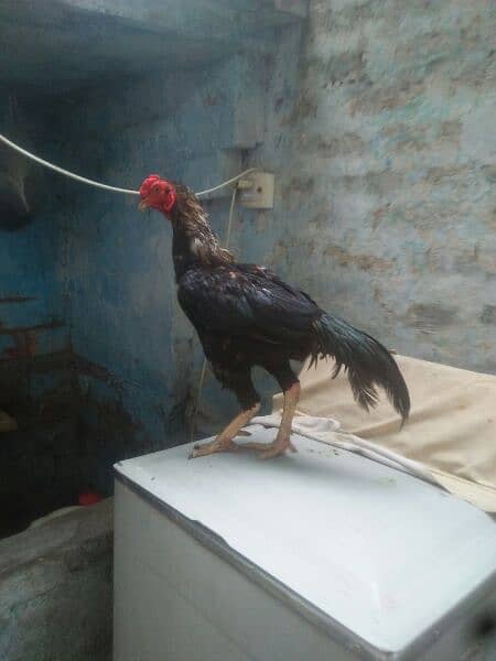 Aseel Hen for Sale! 4