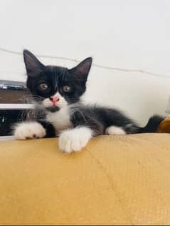 Persian Kittens for sale