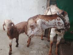 Bakri with male kid