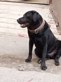 Amrican Labrador male full active 0