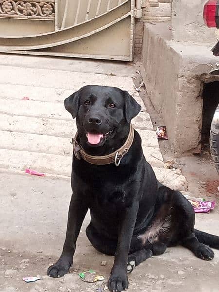 Amrican Labrador male full active 1