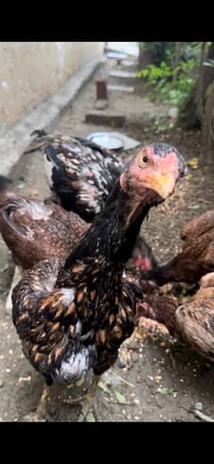 Mianwali Aseel Hens For Sale