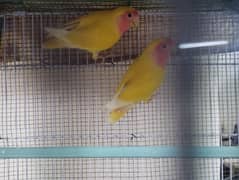 latino Love Bird Pair