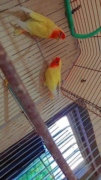 coman lotino parrot red eye very beautiful breeder pair first breed 2