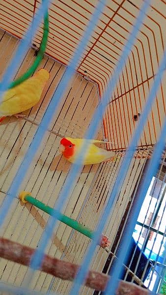 coman lotino parrot red eye very beautiful breeder pair first breed 3