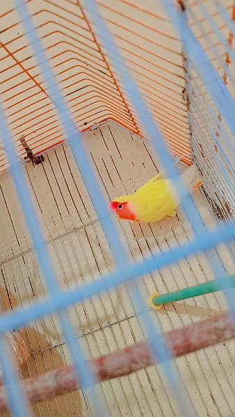 coman lotino parrot red eye very beautiful breeder pair first breed 4