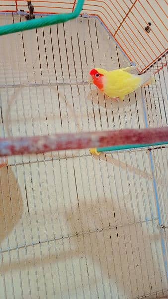 coman lotino parrot red eye very beautiful breeder pair first breed 5