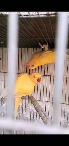 yellow ring neck adult pair