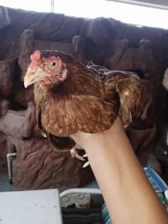 Aseel Sindhi female for sale