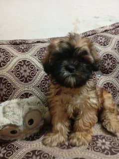 shih tzu puppy