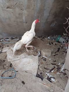 Pure paper white nok nalli heera male breeder