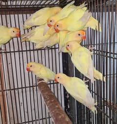 Cremino and Albino Red eyes for sale