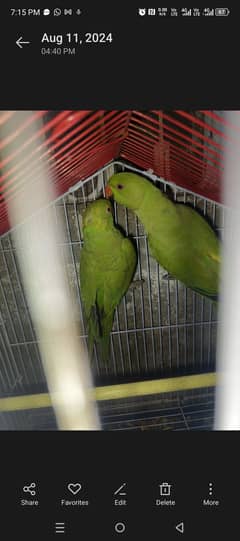 Pair green parrots for sale 0