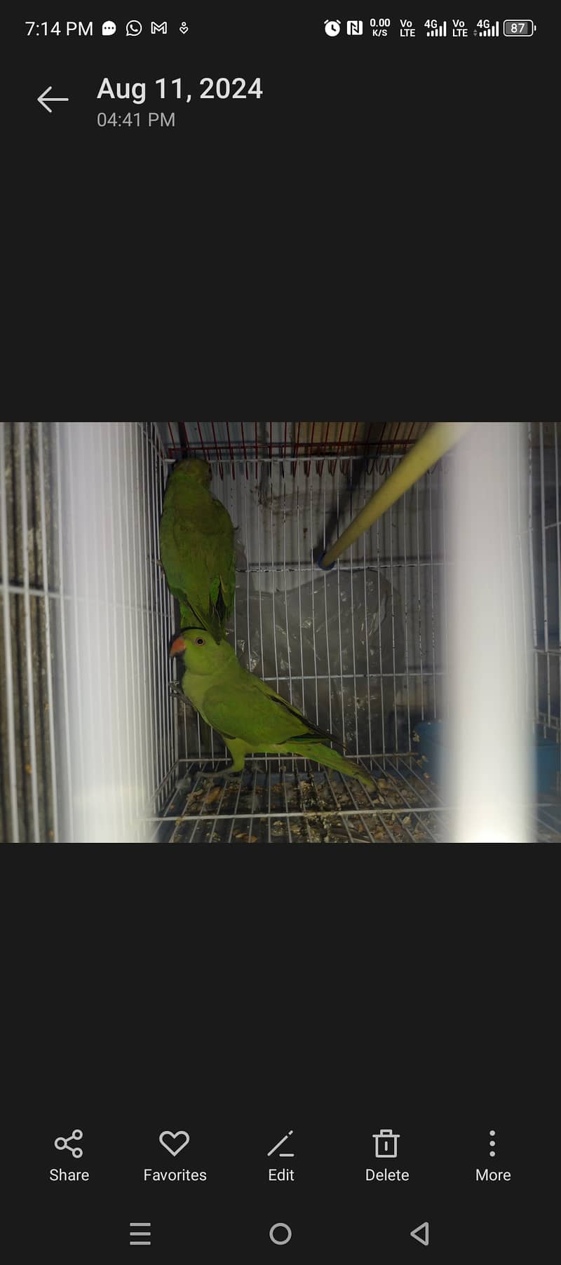 Pair green parrots for sale 1