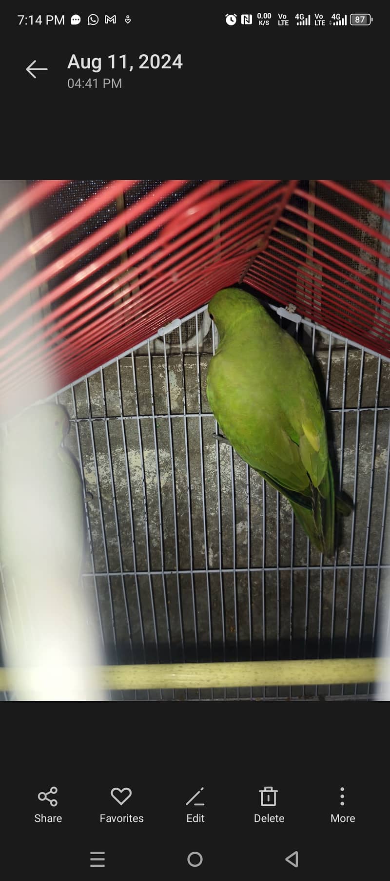 Pair green parrots for sale 2